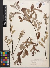 Foto von Salix caprea L. x Salix lapponum L.